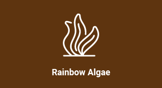 Decorative: Icon of rainbow algae